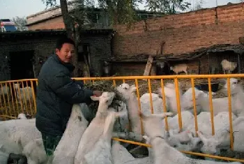 奶山羊高效饲养法