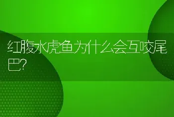 红腹水虎鱼为什么会互咬尾巴？