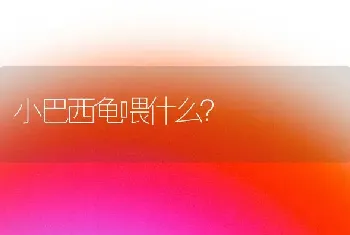 小巴西龟喂什么？