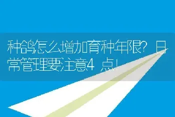 种鸽怎么增加育种年限？日常管理要注意4点！