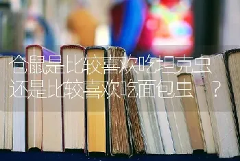 仓鼠是比较喜欢吃坦克虫 还是比较喜欢吃面包虫 ？