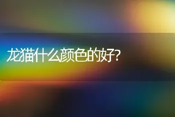 龙猫什么颜色的好？