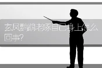 玄凤鹦鹉老啄自己身上怎么回事？