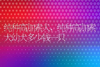 纯种高加索犬，纯种高加索犬幼犬多少钱一只