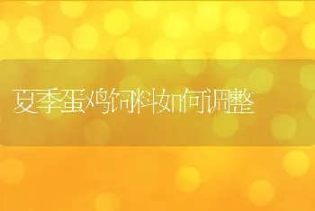 夏季蛋鸡饲料如何调整