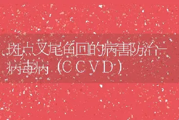 斑点叉尾鱼回的病害防治-病毒病（CCVD）