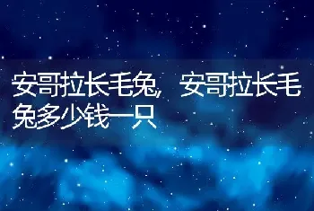 安哥拉长毛兔，安哥拉长毛兔多少钱一只