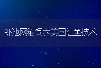 虾池网箱饲养美国红鱼技术