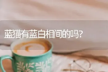 蓝猫有蓝白相间的吗？