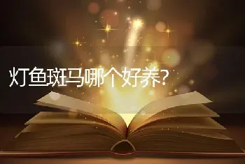 灯鱼斑马哪个好养？