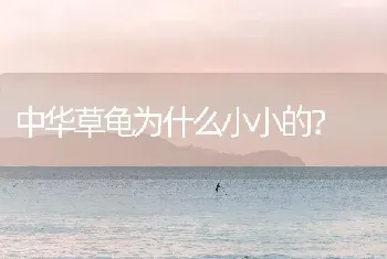 中华草龟为什么小小的？