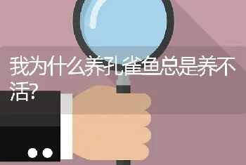 我为什么养孔雀鱼总是养不活？