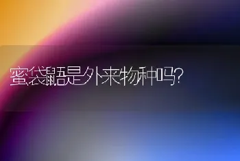 蜜袋鼯是外来物种吗？