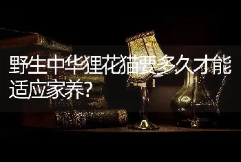 边牧多少天睁眼？