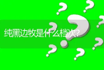 纯黑边牧是什么档次？