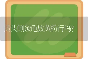 黄头侧颈龟放黄粉行吗？