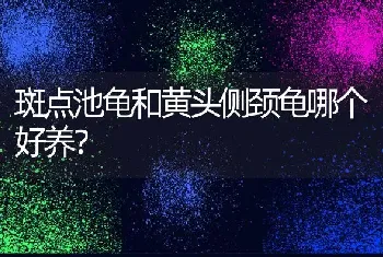 斑点池龟和黄头侧颈龟哪个好养？