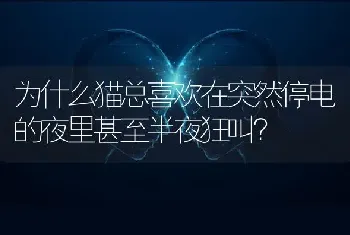 为什么猫总喜欢在突然停电的夜里甚至半夜狂叫？