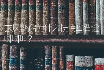 玄凤鹦鹉为什么抚摸鸟背会唧唧叫？