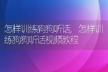 怎样训练狗狗听话，怎样训练狗狗听话视频教程