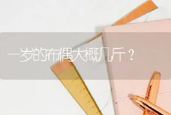 一岁的布偶大概几斤？