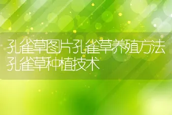 孔雀草图片孔雀草养殖方法孔雀草种植技术