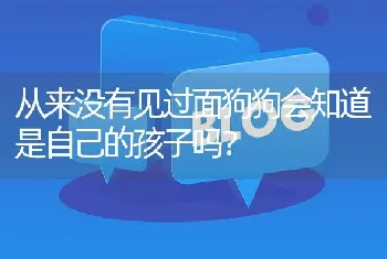 从来没有见过面狗狗会知道是自己的孩子吗？