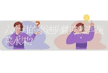 六个月的泰迪狗能吃哪些蔬菜水果？