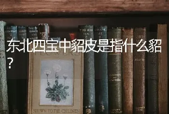 东北四宝中貂皮是指什么貂？