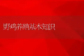 野鸡养殖基本知识