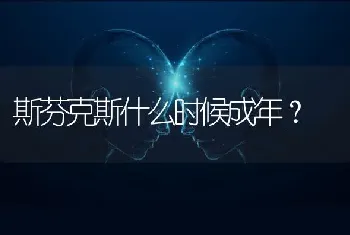 斯芬克斯什么时候成年？