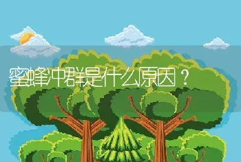 蜜蜂冲群是什么原因？