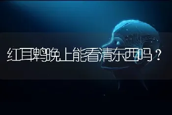 红耳鹎晚上能看清东西吗？