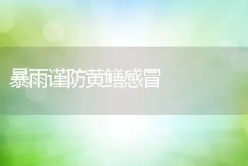 暴雨谨防黄鳝感冒