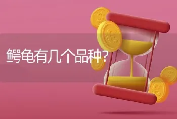 鳄龟有几个品种？