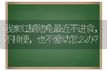 我家红腿陆龟最近不进食，不排便，也不爱动怎么办？