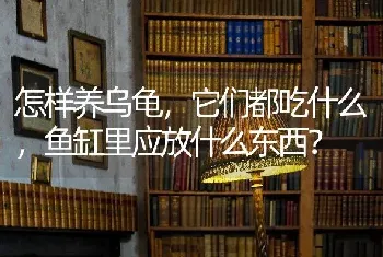 怎样养乌龟，它们都吃什么，鱼缸里应放什么东西？