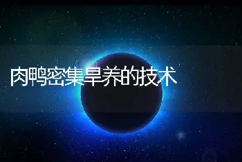 肉鸭密集旱养的技术