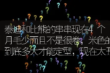 泰迪和比熊的串串现在4个月毛少而且不是很卷，米色的到底多大才能定型，现在太丑了，别人都说我捡的？