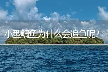 小型鲷鱼为什么会追鱼呢？