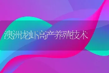 澳洲龙虾高产养殖技术