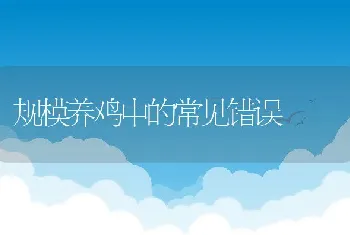 规模养鸡中的常见错误