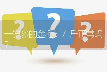 一岁多的金毛57斤正常吗？