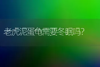 松鼠的种属是什么？简单地说一下？