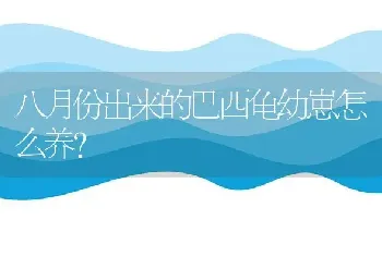 八月份出来的巴西龟幼崽怎么养？