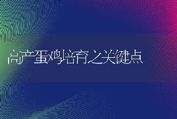 高产蛋鸡培育之关键点