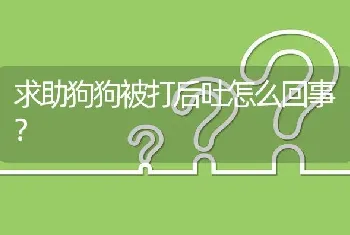 求助狗狗被打后吐怎么回事？