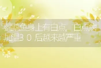 鹦鹉鱼身上有白点，白点病加温30后越来越严重