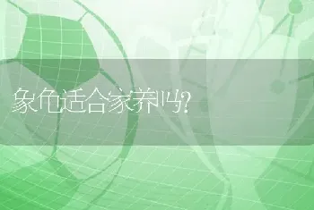 象龟适合家养吗？