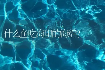 什么鱼吃海里的海绵？